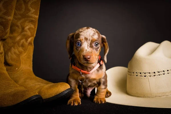 Muy Lindo Retratos Estudio Alta Definición Dachs —  Fotos de Stock