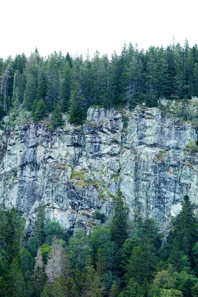 Vue Verticale Des Arbres Verts Poussant Dans Une Forêt Sur — Photo