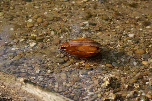 Uma Concha Amêijoa Semi Aberta Cascalhos Água Rasa — Fotografia de Stock