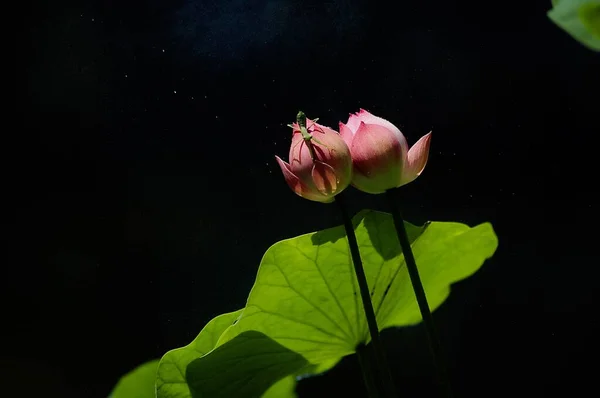 Primer Plano Dos Brotes Nenúfar Rosa Sobre Fondo Negro —  Fotos de Stock