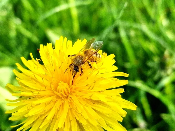 Een Closeup Van Een Bee Verzamelend Stuifmeel Een Paardebloem — Stockfoto