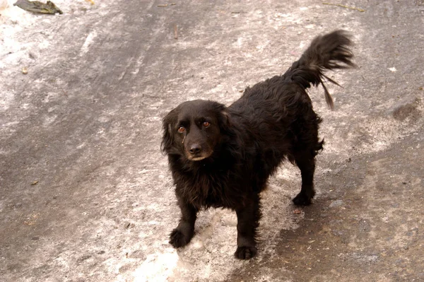 一只可爱的黑狗看着摄像机的特写 — 图库照片