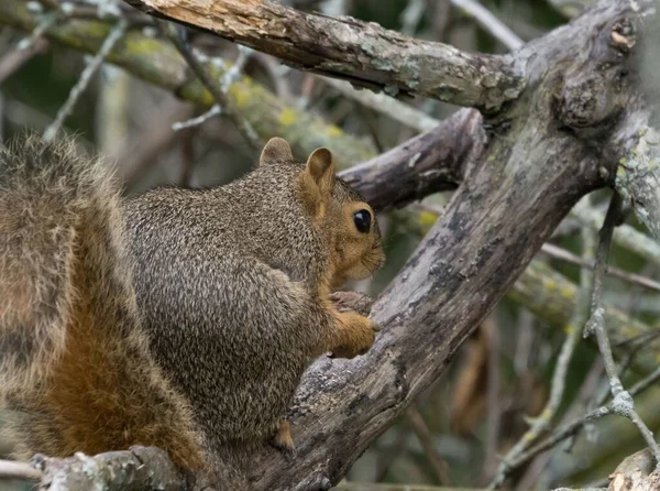 Uma Vista Belo Esquilo Sentado Galho Árvore Comendo Nozes Indiana — Fotografia de Stock