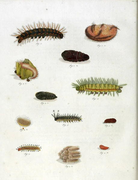 一个关于蝴蝶生命周期的19世纪的垂直古老图解 — 图库照片