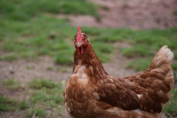 Primo Piano Pollo Una Fattoria Una Giornata Sole — Foto Stock