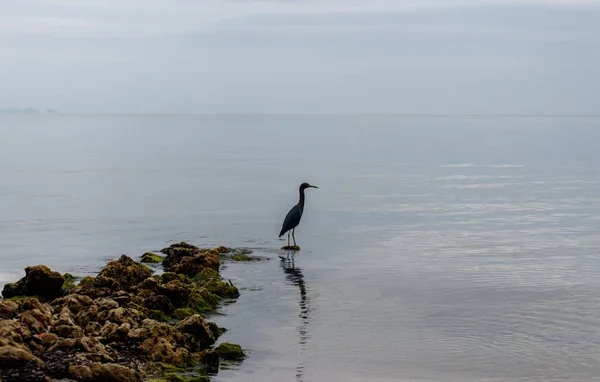 Una Silueta Una Garza Azul Posada Costa Océano — Foto de Stock