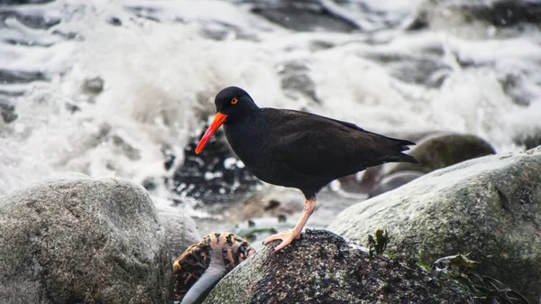 Tiro Enfoque Superficial Ostrero Negro Posado Sobre Rocas Costeras —  Fotos de Stock