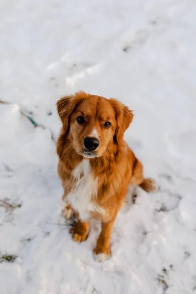 Pionowe Ujęcie Psa Nova Scotia Duck Tolling Retriever Siedzącego Śniegu — Zdjęcie stockowe