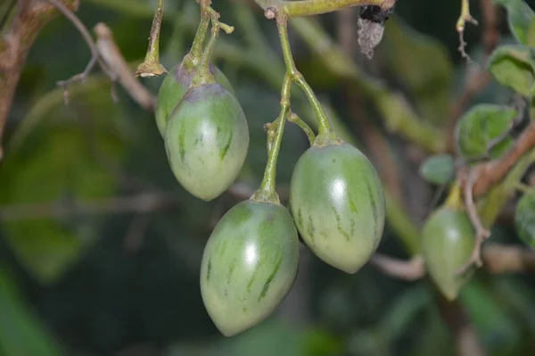 Niedojrzałe Owoce Drzewa Tamarillo — Zdjęcie stockowe