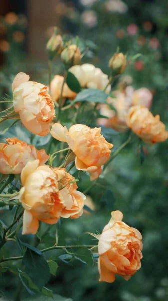 A shot of the orange roses in Rose Valley, Chengdu, China