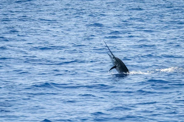 Indo Pacific Sailfish Istiophorus Platypterus Watamu Banks Kenya — Stock Photo, Image