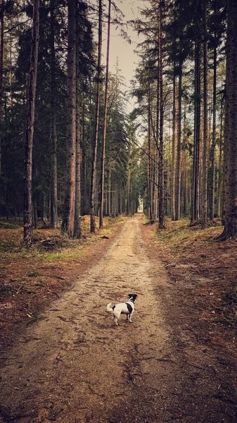 Tiro Vertical Cão Andando Uma Estrada Terra Meio Uma Floresta — Fotografia de Stock