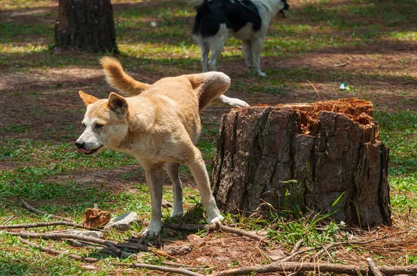 Lindo Cachorro Orinando Tronco Árbol Parque Luz Del Día —  Fotos de Stock