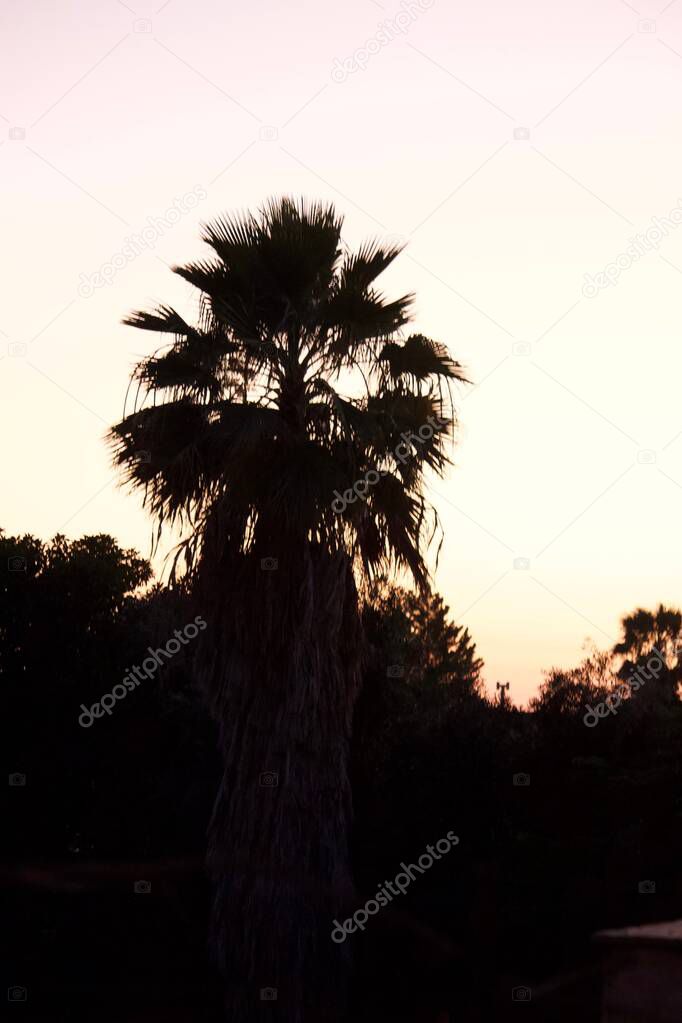 A vertical shot of the palm trees at sunset