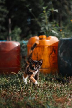Açık havada yürüyen bir kedinin seçici odak noktası.