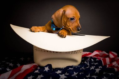 Dachshund 'un çok şirin, yüksek çözünürlüklü stüdyo resimleri.