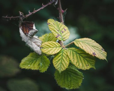 Taze yaprakların yakın çekimi ve böğürtlen bitkisinin kuru bir yaprağı.
