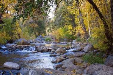 Oak Creek, Sedona, Arizona kıyısında sarı kavak.