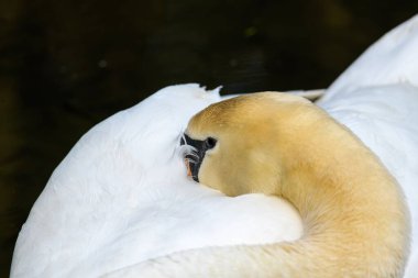 Gagasını tüylerin arasına saklayan güzel bir kuğunun yakın plan fotoğrafı.