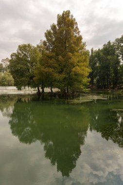Ağaçların ve bulutların yansımasıyla gölün dikey görüntüsü..