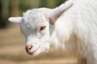 Güzel küçük gözleri ve uzun sesleri olan beyaz bir bebek çizgisi.