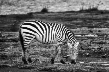 Kenya 'da bir tarlada otlayan genç bir zebra.