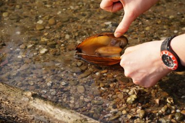 Yetişkin ellerinin sığ sularda istiridye açtığı yakın plan bir fotoğraf.