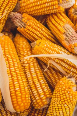 Meksika mısırının dikey görüntüsü taze ve sarı