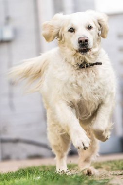 Golden Retriever Bahçede Koşuyor. Eylem Posteri Portresi.