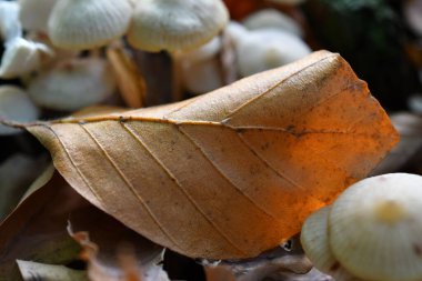 Yaban mantarları ve kuru yaprakların yakın plan çekimi.