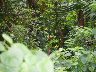 Yoğun yeşil bitkilerle dolu bir orman manzarası