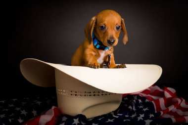 Dachshund 'un çok şirin, yüksek çözünürlüklü stüdyo resimleri.