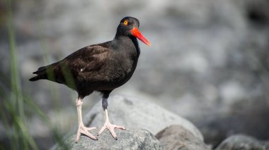 Kayalara tünemiş siyah bir istiridye avcısının sığ odak noktası.