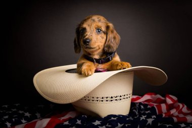 Dachshund 'un çok şirin, yüksek çözünürlüklü stüdyo resimleri.