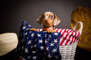 Çok şirin yüksek çözünürlüklü Dachshunds stüdyo resimleri.