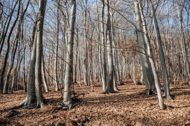Yapraksız ağaçların arasında güzel bir çekim.