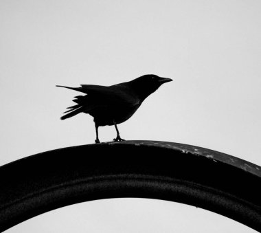 Kayaların üzerine tünemiş bir karga silueti gri tonda beyaz arkaplan çekimine karşı.