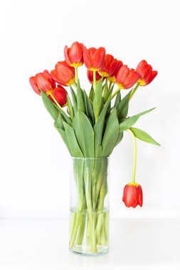 Şeffaf bir vazoda bir buket taze, kırmızı lalenin (Tulipa) dikey yakın çekimi.