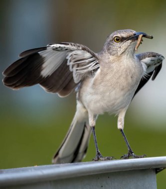 Kuzey Alaycı Kuşu 'nun ağzında bir solucanla yakın plan çekimi.