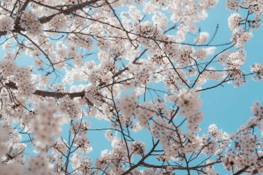 Mavi gökyüzüne karşı çiçek açan Sakura 'nın düşük açılı görüntüsü.