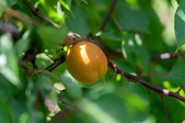 Ağaçta olgun sarı bir kayısı var.