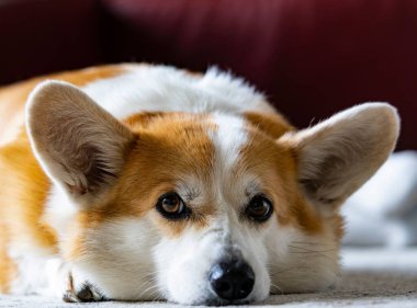 Üzgün bakışlı yalancı bir Corgi köpeğinin yakın çekimi.