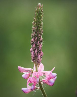 Onobrychis viciifolia çiçeğinin dikey odak noktası.