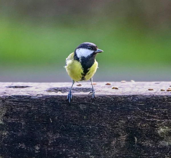 Great Tit Blue Yellow Feathers Sitting Bench Park — Fotografia de Stock