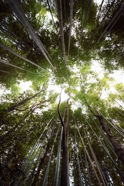 Tiro Ángulo Bajo Árboles Bambú — Foto de Stock