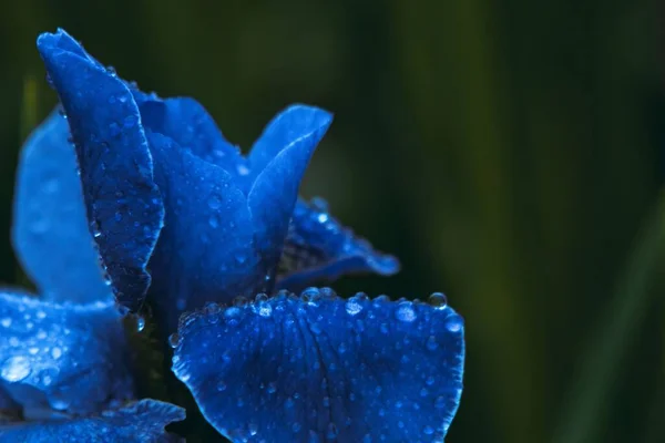 Ένα Κοντινό Πλάνο Ενός Μπλε Τριαντάφυλλου Σταγόνες Βροχής — Φωτογραφία Αρχείου
