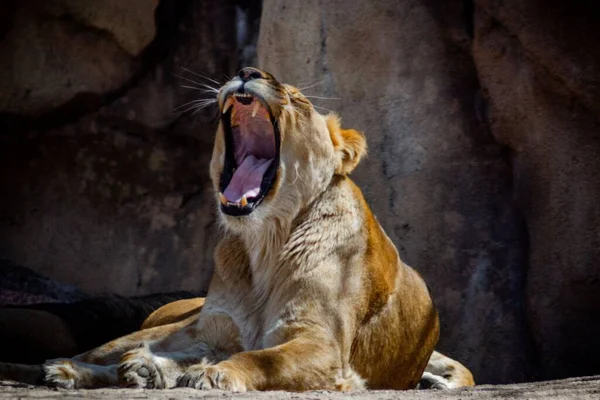 动物园里一只母狮子吼叫的特写镜头 — 图库照片