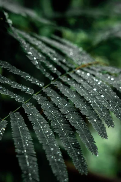 シダ植物に水滴の密接なテクスチャショット — ストック写真