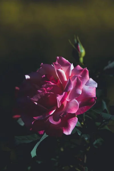 Primer Plano Una Rosa Rosa —  Fotos de Stock