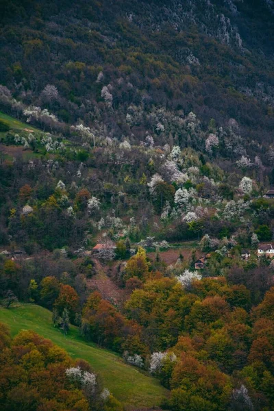 Ett Vertikalt Landskap Skogbevuxen Berg Med Höst Färgglada Träd — Stockfoto